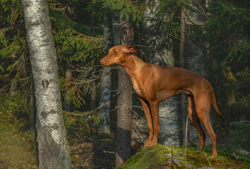 A dog of the chirneco del etna breed. Photo shoot in the autumn forest.
