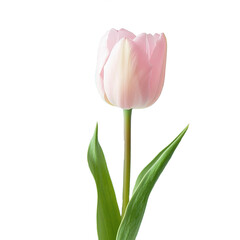 Naklejka premium pink tulip isolated on white
