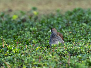 Spot-flanked Gallinule foraging in sparsely vegetated swamp