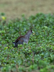 Spot-flanked Gallinule foraging in sparsely vegetated swamp