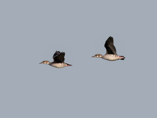 Ringed Teals in flight against blue sky
