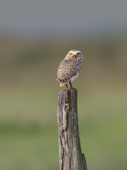 Burrowing Owl on fence post, portrait against green background