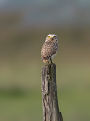 Burrowing Owl on fence post, portrait against green background