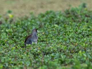 Spot-flanked Gallinule foraging in sparsely vegetated swamp