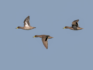Yellow-billed Teals in flight against blue sky