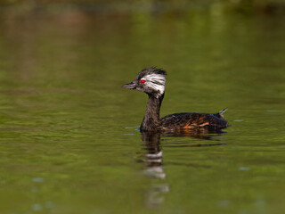 White-tufted Grebe swimming in green water of the pond