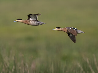 Silver Teals in flight against blurred greenery in the background 