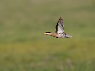 Silver Teal in flight against blurred greenery in the background 