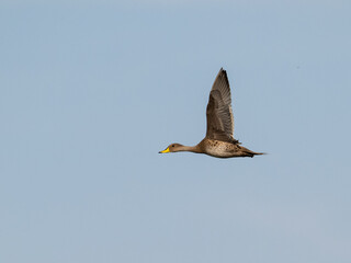 Yellow-billed Pintail in flight against blue sky