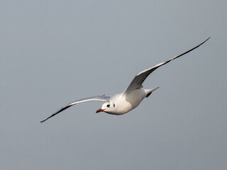 Brown-hooded Gull in flight on blue sky