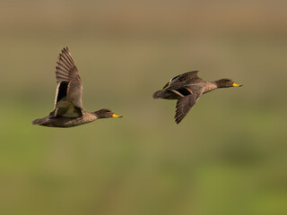 Two Yellow-billed Teals in flight against blurred background