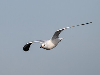 Brown-hooded Gull in flight on blue sky