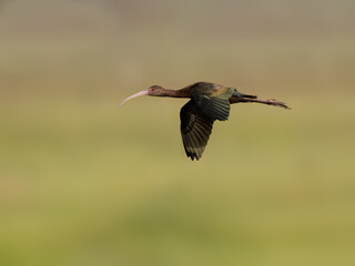 White-faced Ibis in flight against blurred background 