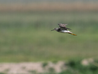 Lesser Yellowlegs in flight against blurred greenery in the background 