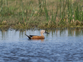 Male Red Shoveler swimming on the pond