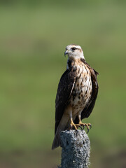 Snail Kite on fence post, portrait against green background