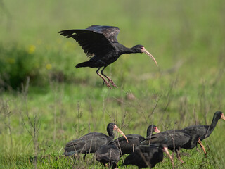Bare-faced Ibis landing on the field with green grass