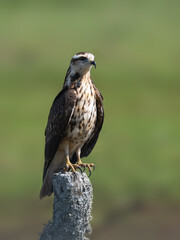 Snail Kite on fence post, portrait against green background