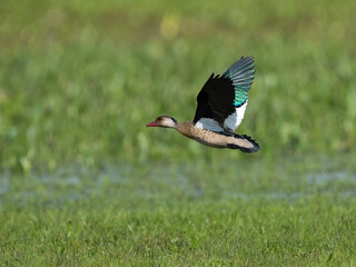 Brazilian Teal in flight against field with green grass