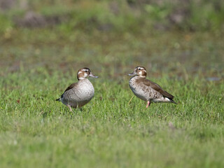 Two females Ringed Teal standing on the grass