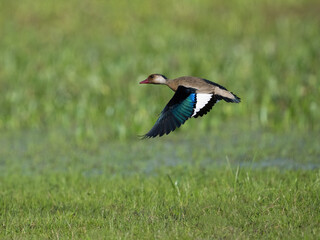 Brazilian Teal in flight against field with green grass