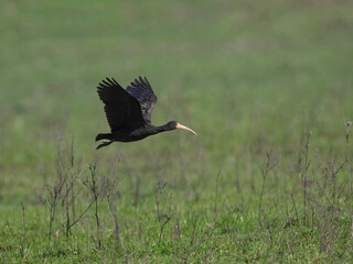 Bare-faced Ibis in flight against field with green grass