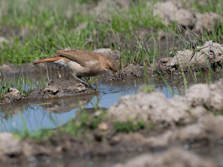 Rufous Hornero drinking water from the puddle 
