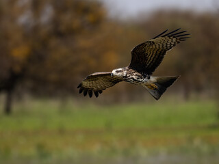 Snail Kite in flight against blur trees