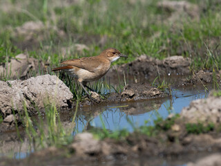 Spot-flanked Gallinule foraging in sparsely vegetated swamp