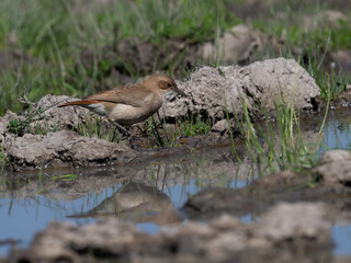 Rufous Hornero drinking water from the puddle 