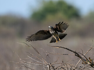 Snail Kite in flight against blur trees