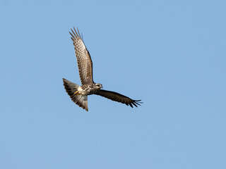 Snail Kite gliding through the clear blue sky