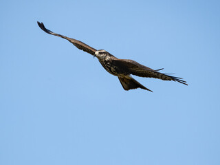 Snail Kite gliding through the clear blue sky
