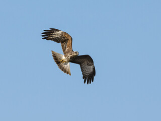 Snail Kite gliding through the clear blue sky