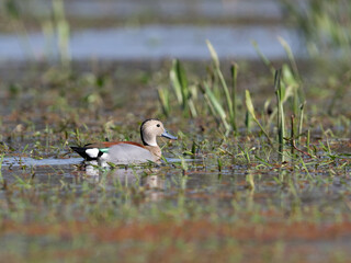 Ringed Teal swimming on the pond