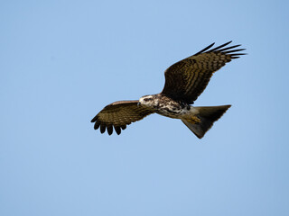 Snail Kite gliding through the clear blue sky