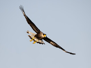 Crested Caracara in flight against blue sky