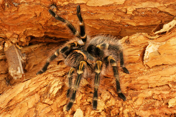 Chaco Golden Knee Tarantula (Grammostola aureostrista) is in a defensive posture.