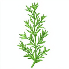 Fototapeta premium Fresh green rosemary sprig on a white isolated background.