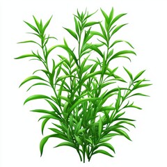 Obraz premium Green herbal plant with slender leaves, perfect for culinary and decorative uses, white isolated background.
