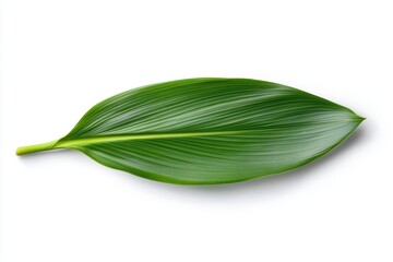 Obraz premium Green leaf on a white isolate background, showcasing intricate textures and vibrant color.
