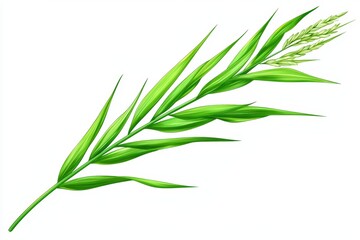 Fototapeta premium Green plant leaf with delicate flowers on white isolated background.