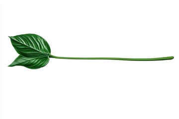 Isolated green leaf on a white background, showcasing its vibrant color and detailed texture.