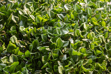 Beautiful green Water Hyacinth leaves cover a river. Water hyacinth plants green leaves use for texture background wallpaper and design. Water hyacinth is a weed that grows densely in the river.