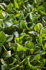 Beautiful green Water Hyacinth leaves cover a river. Water hyacinth plants green leaves use for texture background wallpaper and design. Water hyacinth is a weed that grows densely in the river.