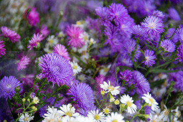 Close-up of the blooming purple aster flowers in the flower shop. Flowers background.