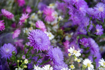 Close-up of the blooming purple aster flowers in the flower shop. Flowers background.
