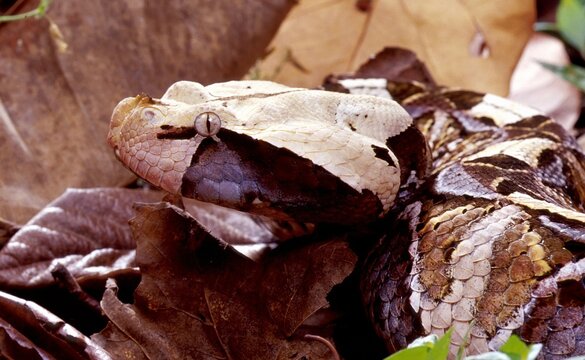 Gaboon Viper (Bitis gabonica) in a natural environment.