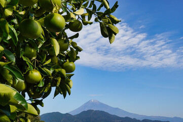 美しい日本の景観 富士山と柑橘の木