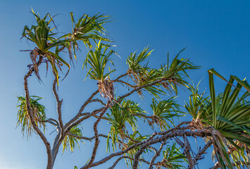 Green Pandanus Leaves Underneath Azure Blue Sky.